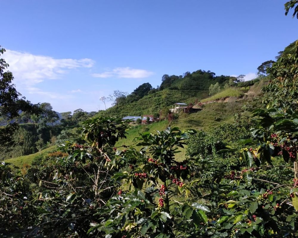 CHERUA 2